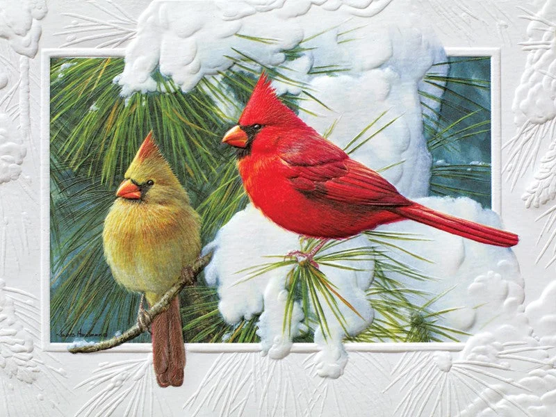 Candid Cardinals Petite Boxed Cards