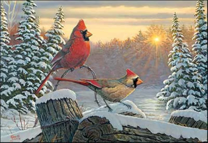 Cardinal Sunrise - Boxed Christmas Cards