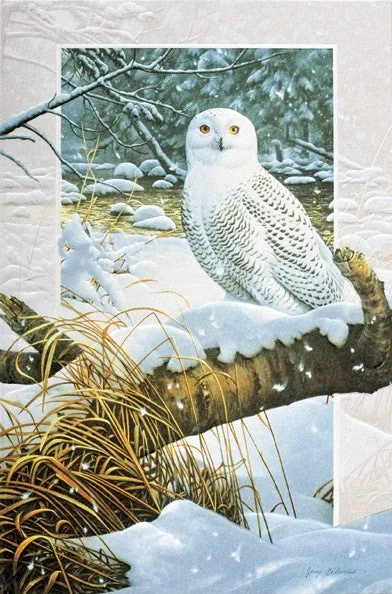 Snowy Owl Boxed Cards